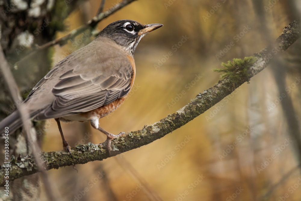 American robin (Turdus migratorius) close-up American robin (Turdus migratorius) close-up