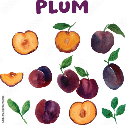 plum fruit watercolor design vector