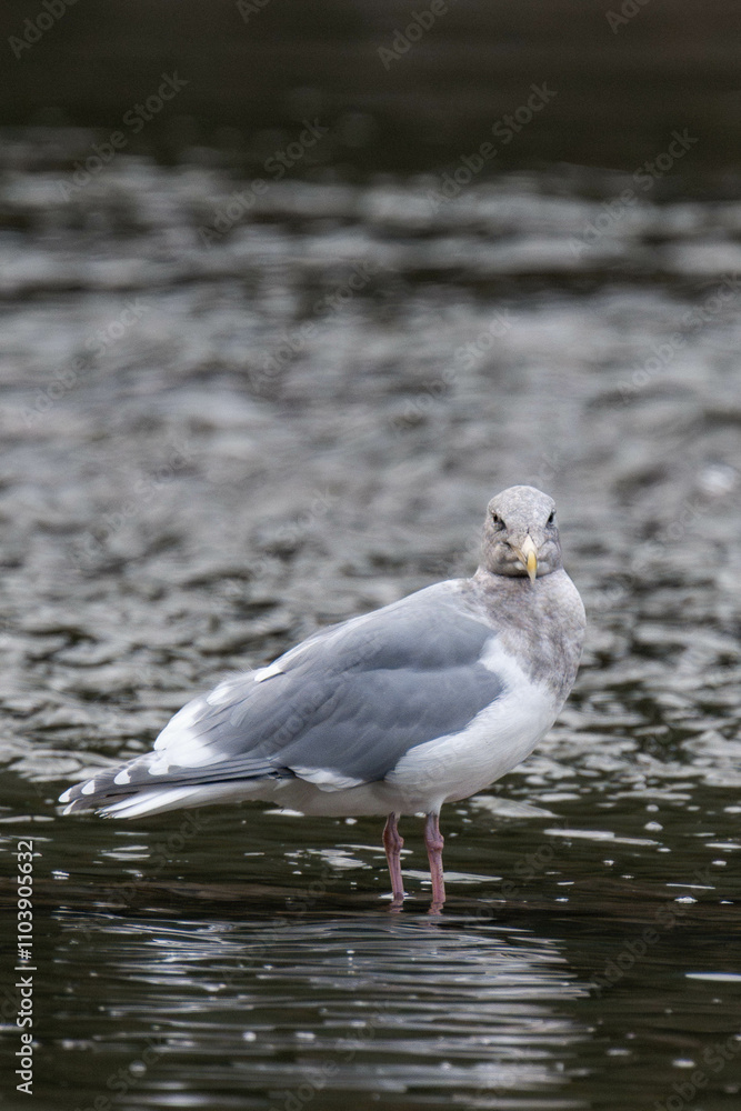Fototapeta premium American Herring Gull at a river