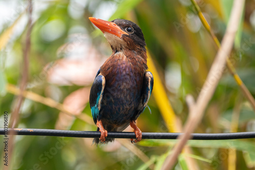 The Javan kingfisher (Halcyon cyanoventris), sometimes called the blue-bellied kingfisher or Java kingfisher photo