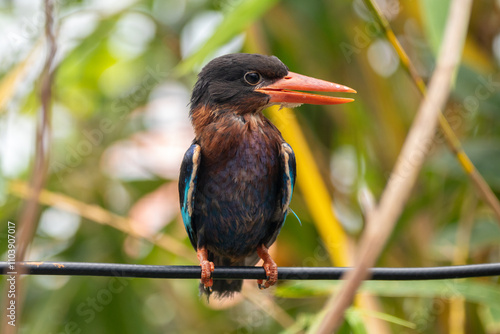 The Javan kingfisher (Halcyon cyanoventris), sometimes called the blue-bellied kingfisher or Java kingfisher photo