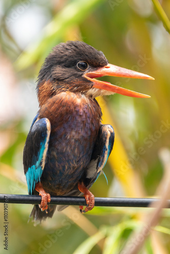 The Javan kingfisher (Halcyon cyanoventris), sometimes called the blue-bellied kingfisher or Java kingfisher photo