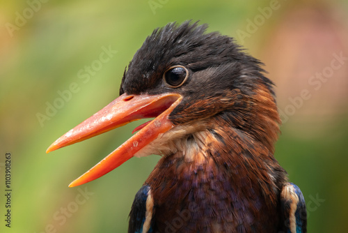 The Javan kingfisher (Halcyon cyanoventris), sometimes called the blue-bellied kingfisher or Java kingfisher photo