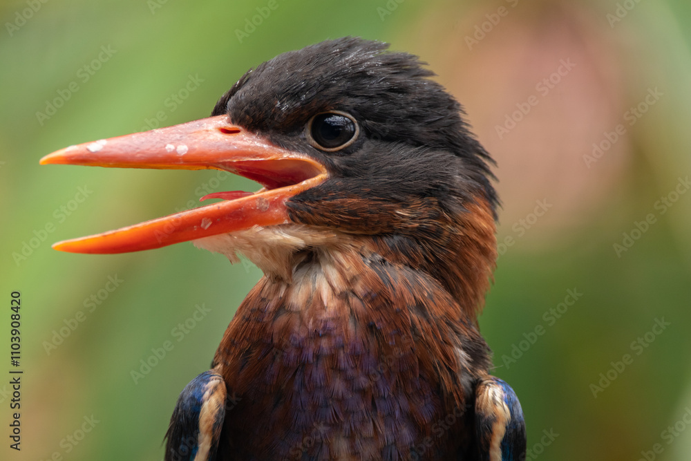 Fototapeta premium The Javan kingfisher (Halcyon cyanoventris), sometimes called the blue-bellied kingfisher or Java kingfisher