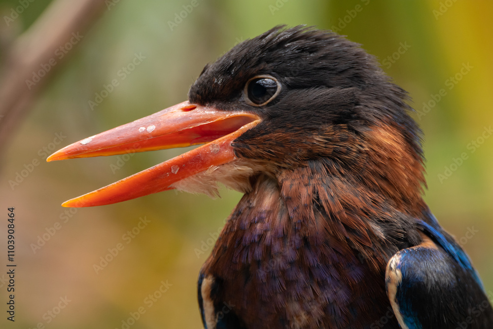 Fototapeta premium The Javan kingfisher (Halcyon cyanoventris), sometimes called the blue-bellied kingfisher or Java kingfisher