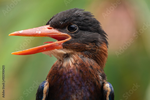 The Javan kingfisher (Halcyon cyanoventris), sometimes called the blue-bellied kingfisher or Java kingfisher photo