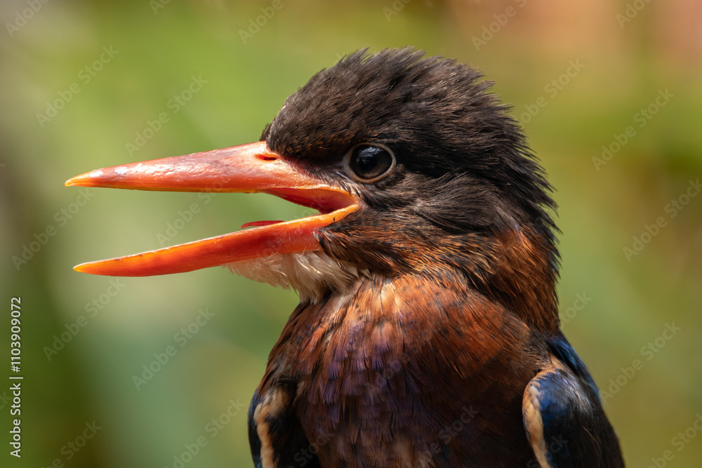 Fototapeta premium The Javan kingfisher (Halcyon cyanoventris), sometimes called the blue-bellied kingfisher or Java kingfisher