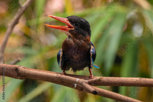 The Javan kingfisher (Halcyon cyanoventris), sometimes called the blue-bellied kingfisher or Java kingfisher photo