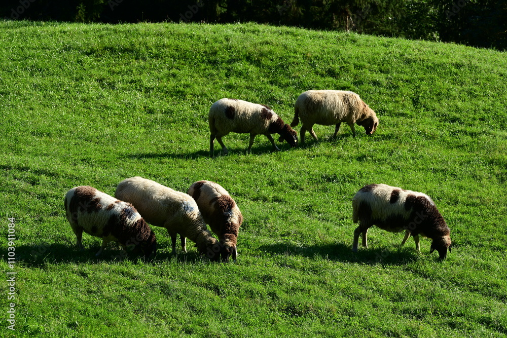 Kleine Schafherde auf einer Wiese in der Abendsonne Kleine Schafherde auf einer Wiese in der Abendsonne