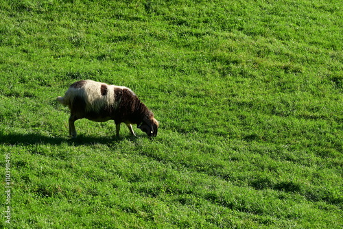 Kleine Schafherde auf einer Wiese in der Abendsonne photo