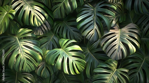 Wallpaper Mural Tropical palm leaves Monstera are set on an isolated Torontodigital.ca