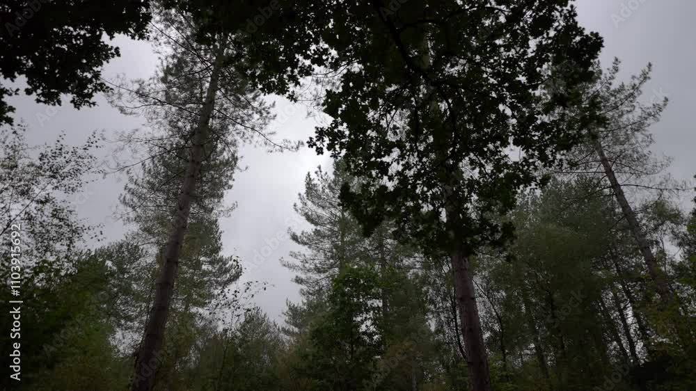 Cloudy Woodland Scene with Coniferous Trees Reaching Upwards in Overcast Weather Cloudy Woodland Scene with Coniferous Trees Reaching Upwards in Overcast Weather