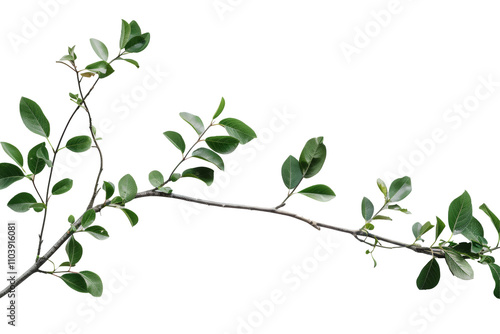 Branch of a tree with leaves isolated on white or transparent background