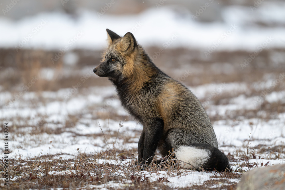 Fototapeta premium Cross Fox sitting on snow covered ground.