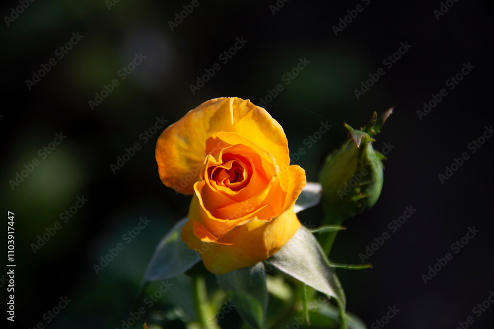Beautiful yellow rose on a dark background in the garden in summer Beautiful yellow rose on a dark background in the garden in summer