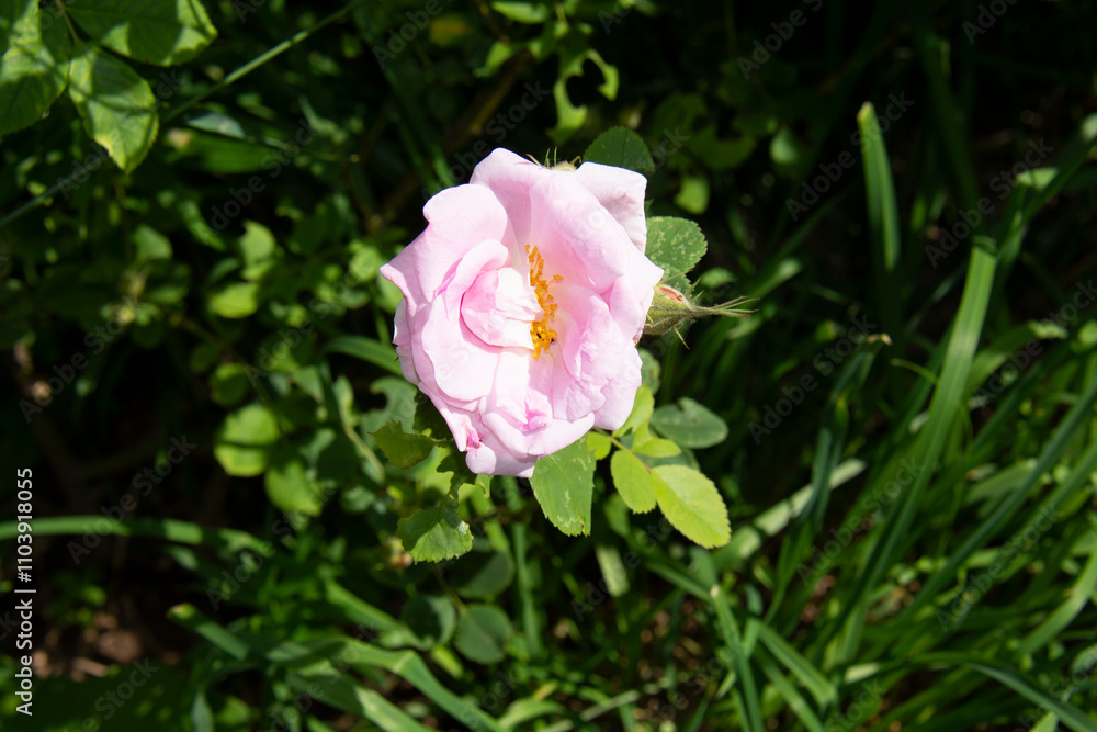 Light pink rose against green leaves in the garden in summer Light pink rose against green leaves in the garden in summer