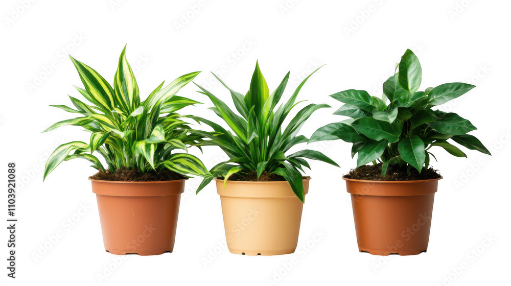 collection of 3 potted houseplants isolated on transparent background collection of 3 potted houseplants isolated on transparent background