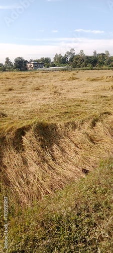 sand dunes and grass