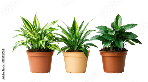 collection of 3 potted houseplants isolated on transparent background