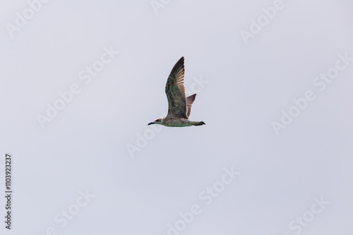 Low angle view of bird flying against clear sky