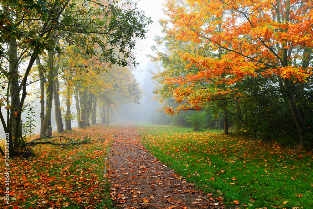 Autumn landscape background. Foggy morning. A path in the autumn park. Autumn landscape background. Foggy morning. A path in the autumn park.