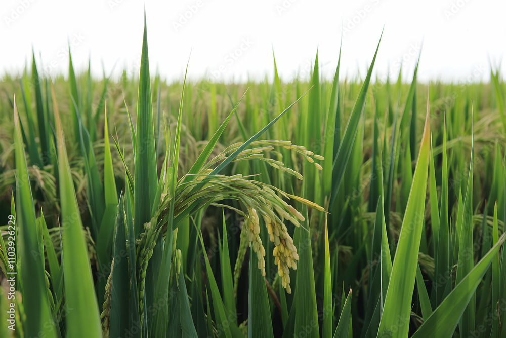 Obraz premium Verdant rice field with tall grasses and ripening crop, sunny atmosphere