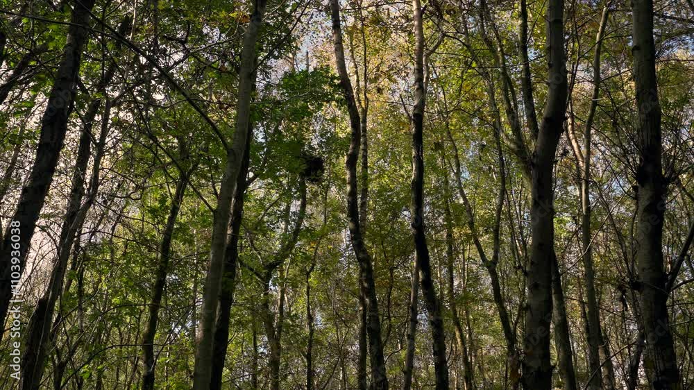 Serene woodland with tall trees, fluttering leaves, and nesting birds swaying in the breeze Serene woodland with tall trees, fluttering leaves, and nesting birds swaying in the breeze