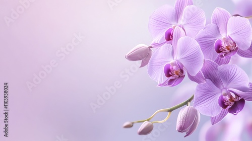 A close-up of delicate purple orchids against a soft lavender backdrop, angled shot, Minimalist style