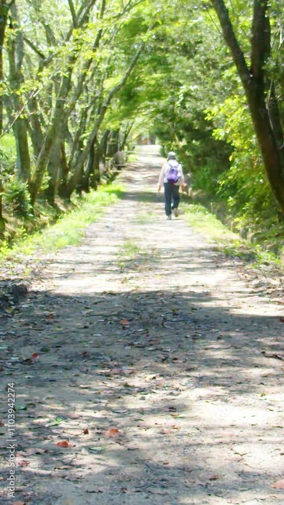 夏 新緑の並木道を歩く人 縦動画 夏 新緑の並木道を歩く人 縦動画