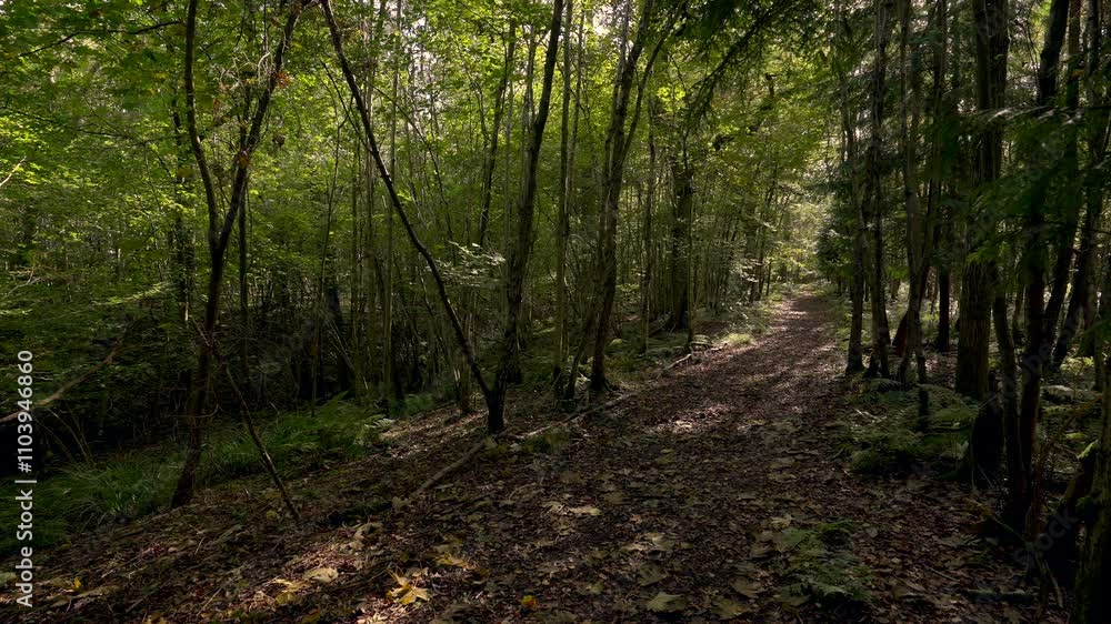 Forest Trail Through a Woodland of Thin Trees Bathed in Dappled Sunlight Forest Trail Through a Woodland of Thin Trees Bathed in Dappled Sunlight