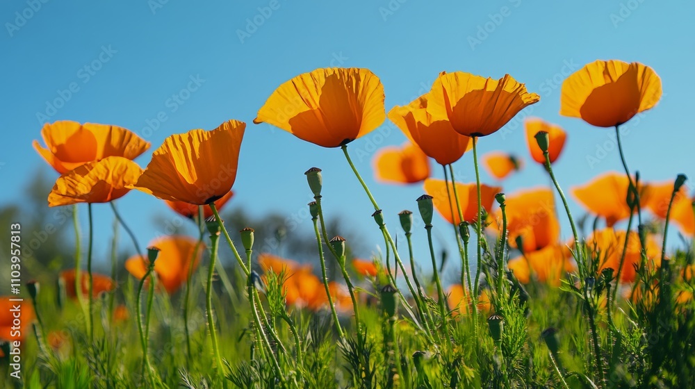 Obraz premium A close-up of vibrant orange poppies in a field of green grass, low angle shot, Naturalistic style