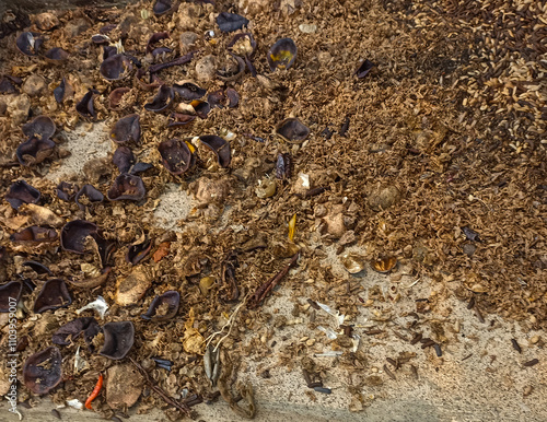 magot cultivation resulting from processing organic waste