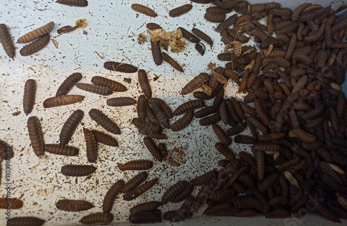 magot cultivation resulting from processing organic waste