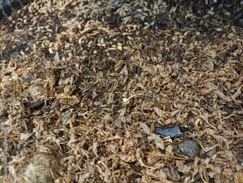 magot cultivation resulting from processing organic waste