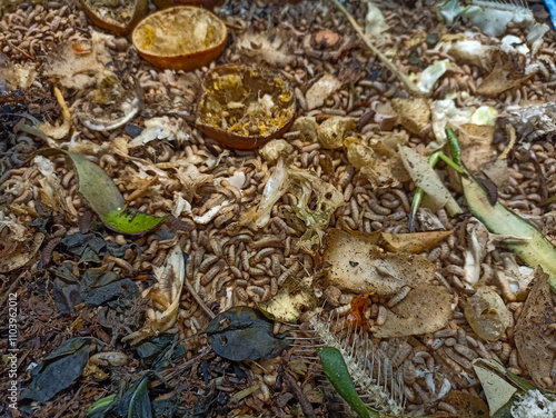 magot cultivation resulting from processing organic waste