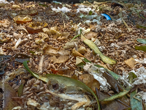 magot cultivation resulting from processing organic waste