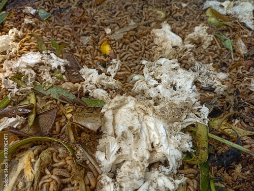 magot cultivation resulting from processing organic waste