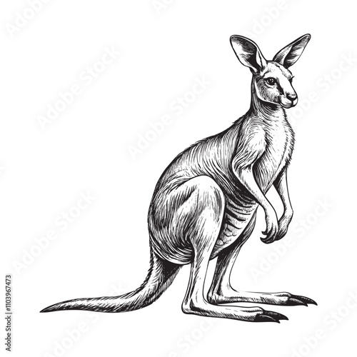 kangaroo sketch hand dawn drawing vector illustration