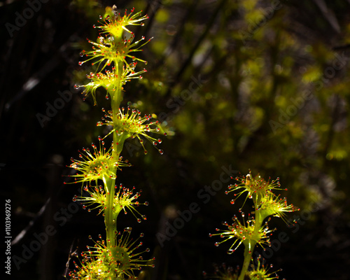 Sticky leaves of the fan-leaved sundew (Drosera platypoda), south-west Western Australia photo