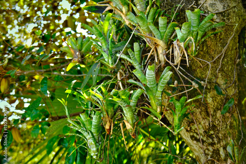 Broomellias (Neoregelia pauciflora) hanging from the tree Broomellias (Neoregelia pauciflora) hanging from the tree
