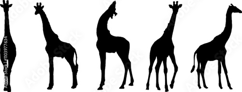 giraffe vector silhouette photo