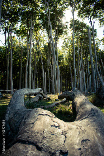 Baumstamm im Gespensterwald, Ostsee photo