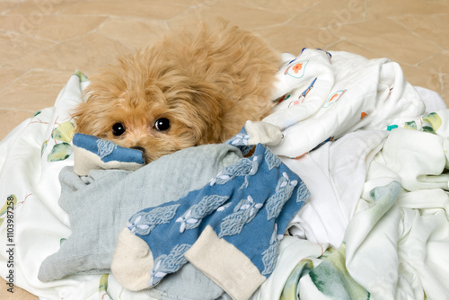 Naughty maltipoo puppy lying on laundry photo