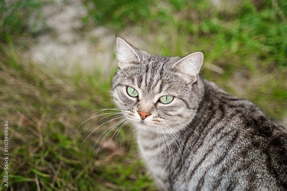 Portrait of a beautiful striped cat with green eyes in summer outdoor. Portrait of a beautiful striped cat with green eyes in summer outdoor.