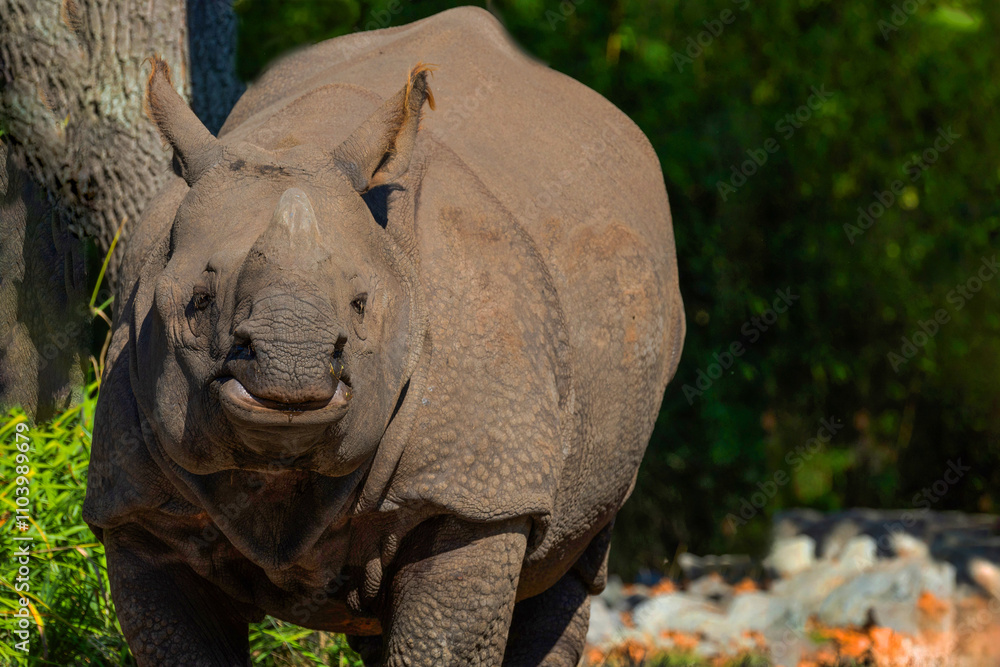 Fototapeta premium portrait of an adult rhinoceros on a sunny day on a natural background