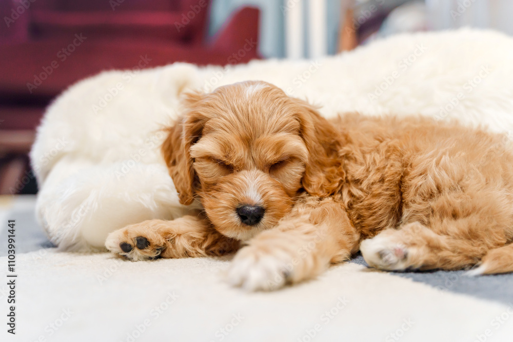 A puppy of a Cavapoo or Cockapoo breed dog at home. Baby Maltipu is sleeping on the bed. A puppy of a Cavapoo or Cockapoo breed dog at home. Baby Maltipu is sleeping on the bed.