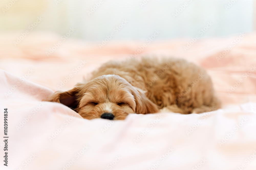 A puppy of a Cavapoo or Cockapoo breed dog at home. Baby Maltipu is sleeping on the bed. A puppy of a Cavapoo or Cockapoo breed dog at home. Baby Maltipu is sleeping on the bed.