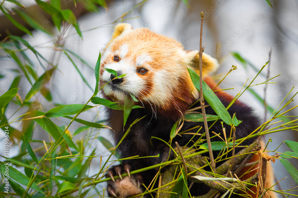 Naklejka premium red panda Ailurus fulgens, lesser panda, is a small mammal