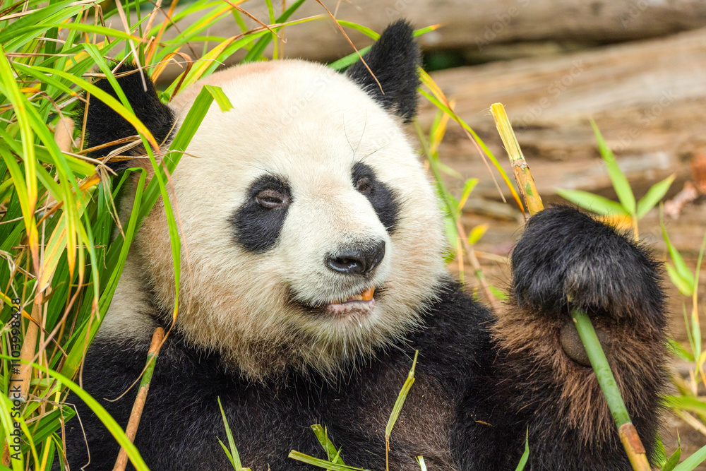 Fototapeta premium giant black and white panda is eating bamboo. Large animal closeup