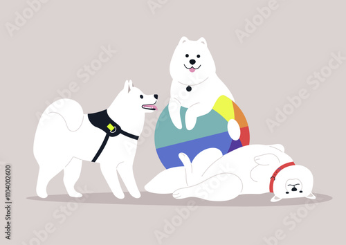 A trio of Samoyeds interact joyfully, with one balancing on a colorful beach ball while the others playfully engage nearby, showcasing their boundless energy and friendly demeanor